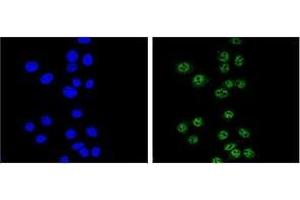 Confocal immunofluorescent analysis of Nibrin Antibody (C-term) Cat. (Nibrin antibody  (C-Term))