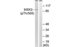 Western blot analysis of extracts from 293 cells treated with H2O2 100uM 15', using MSK2 (Phospho-Thr568) Antibody. (MSK2 antibody  (pThr568))
