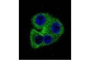 Confocal immunofluorescent analysis of OPN-a/b Antibody (N-term)Cat. (Osteopontin antibody  (N-Term))