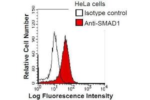 HeLa cells were fixed in 2% paraformaldehyde/PBS and then permeabilized in 90% methanol. (SMAD1 antibody)