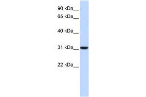 WB Suggested Anti-CA8 Antibody Titration:  0. (CA8 antibody  (Middle Region))