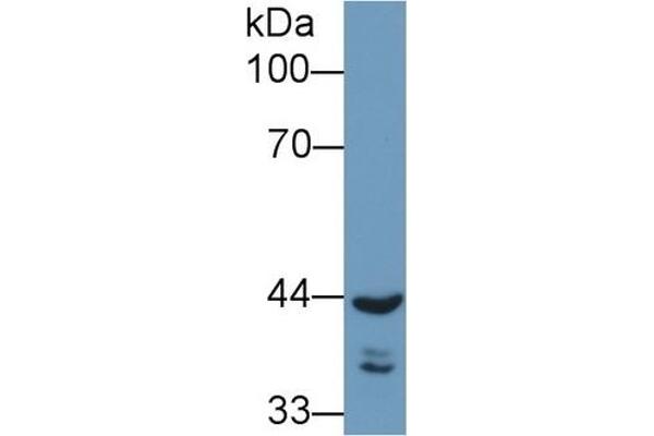 REV1 anticorps  (AA 301-478)
