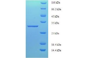 SDS-PAGE (SDS) image for Probable Serine/threonine-Protein Phosphatase 2A Regulatory Subunit B'' Subunit TON2 (FASS) (AA 1-28), (full length) protein (GST tag) (ABIN5711061) (GDO Protein (AA 1-28, full length) (GST tag))