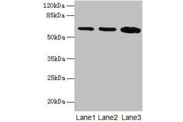 SPTLC2 antibody  (AA 88-562)