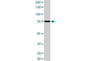 SCYL3 antibody  (AA 1-688)