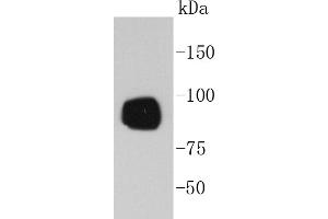 A431 cell lysates probed with RSK1(S380) (7A12) Monoclonal Antibody  at 1:1000 overnight at 4˚C. (RPS6KA1 antibody  (pSer380))