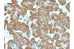 Formalin-fixed, paraffin-embedded human pancreas stained with Cytochrome C antibody (SPM389).