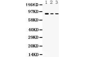 Anti- Ataxin 1 Picoband antibody, Western blotting All lanes: Anti Ataxin 1  at 0. (Ataxin 1 antibody  (C-Term))