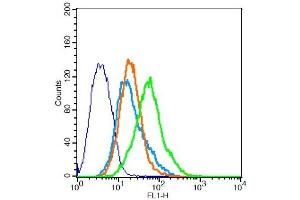 293FT cells probed with Rabbit Anti-CCR10 Polyclonal Antibody, Unconjugated  at 1:20 for 30 minutes followed by incubation with a conjugated secondary -FITC) (green) for 30 minutes compared to control cells (blue), secondary only (light blue) and isotype control (orange). (CCR10 antibody  (AA 1-52))