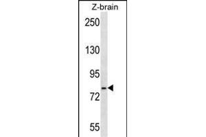 HS Antibody (Center) (ABIN651232 and ABIN2840144) western blot analysis in zebra fish brain tissue lysates (35 μg/lane).