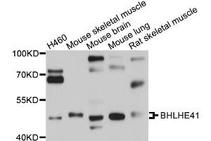 Western blot analysis of extracts of various cell lines, using BHLHE41 antibody (ABIN4903050) at 1:1000 dilution. (BHLHE41 antibody)