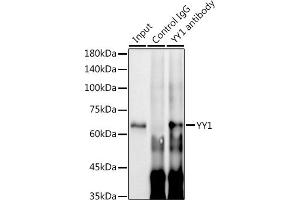 Immunoprecipitation (IP) image for anti-YY1 Transcription Factor (YY1) antibody (ABIN7271428)