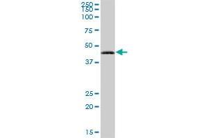 RAB3IL1 MaxPab polyclonal antibody. (RAB3IL1 antibody  (AA 1-382))