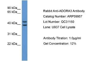 Western Blotting (WB) image for anti-Adenosine A3 Receptor (ADORA3) (C-Term) antibody (ABIN2788279) (Adenosine A3 Receptor antibody  (C-Term))