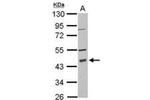 Image no. 1 for anti-Programmed Cell Death 2 (PDCD2) (AA 113-344) antibody (ABIN1500070) (PDCD2 antibody  (AA 113-344))