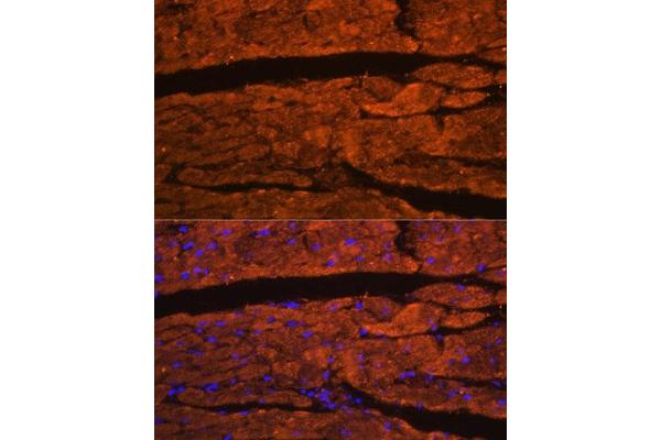 Obscurin antibody
