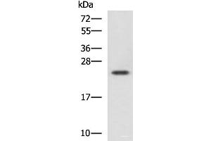 Western blot analysis of Jurkat cell lysate using CBX5 Polyclonal Antibody at dilution of 1:1100 (CBX5 antibody)