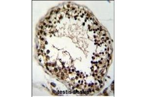 KHSRP Antibody (Center) (ABIN6243242 and ABIN6577321) immunohistochemistry analysis in formalin fixed and paraffin embedded human testis tissue followed by peroxidase conjugation of the secondary antibody and DAB staining. (KHSRP antibody  (AA 470-498))