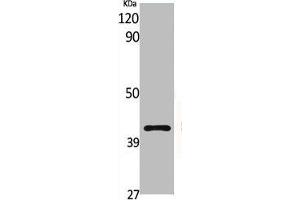 Western Blot analysis of various cells using G2A Polyclonal Antibody (G Protein-Coupled Receptor 132 antibody  (C-Term))