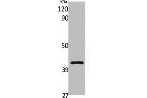 G Protein-Coupled Receptor 132 antibody  (C-Term)