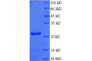 Protein expressed in E. (FGF23 Protein (AA 25-251, full length) (His tag))