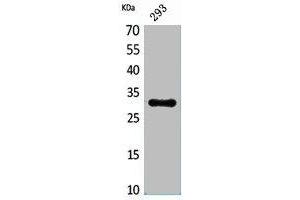 Western Blot analysis of 293 cells using CGREF1 Polyclonal Antibody. (CGREF1 antibody  (N-Term))