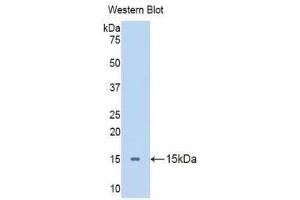 Western Blotting (WB) image for anti-Apelin (APLN) (AA 19-77) antibody (ABIN1175945)