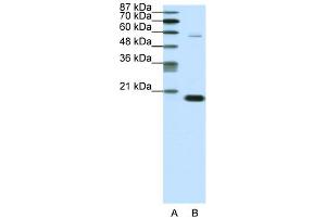 WB Suggested Anti-CBX3 Antibody Titration:  0. (CBX3 antibody  (Middle Region))