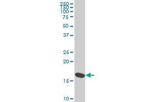 RPS23 monoclonal antibody (M02), clone 1E3 Western Blot analysis of RPS23 expression in HeLa .