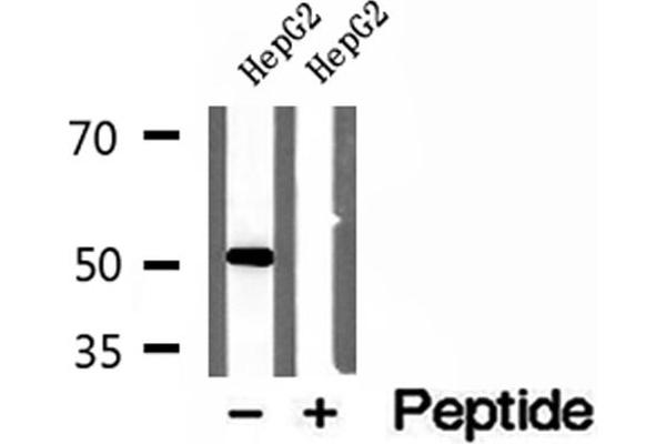 NAPRT1 抗体  (Internal Region)