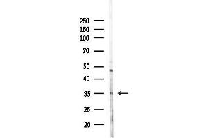 Western blot analysis of lysates from HepG2 cells(LPS, 4h treatment), using C1QTNF9B Antibody at 1/1000 dilution. (C1QTNF9B antibody)