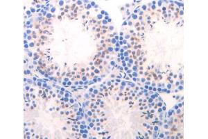 IHC-P analysis of Mouse Tissue, with DAB staining. (CELA1 antibody  (AA 44-259))