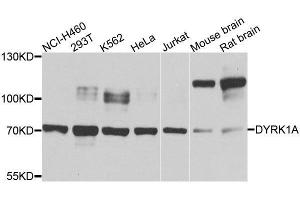 Western blot analysis of extracts of various cell lines, using DYRK1A antibody. (DYRK1A antibody  (AA 624-763))