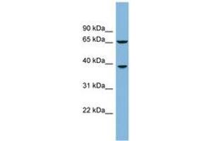 Image no. 1 for anti-Clavesin 1 (CLVS1) (AA 107-156) antibody (ABIN6742042) (Clavesin 1 antibody  (AA 107-156))