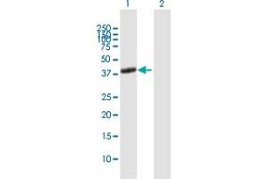 Western Blot analysis of ADORA2A expression in transfected 293T cell line by ADORA2A MaxPab polyclonal antibody. (Adenosine A2a Receptor antibody  (AA 1-412))