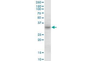 MPST MaxPab polyclonal antibody. (MPST antibody  (AA 1-297))