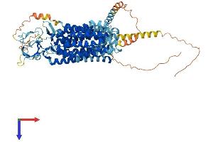 AlphaFold protein structure predicition of Human Recombinant SLCO1B3 Protein, UniprotID Q9NPD5 (SLCO1B3 Protein (AA 1-702) (His tag))