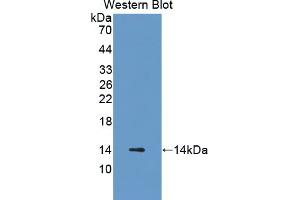 Figure. (CRIP1 antibody  (AA 2-77))