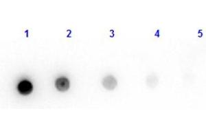 Dot Blot results of Goat Fab Anti-Mouse IgG Antibody. (Goat anti-Mouse IgG (Heavy & Light Chain) Antibody - Preadsorbed)