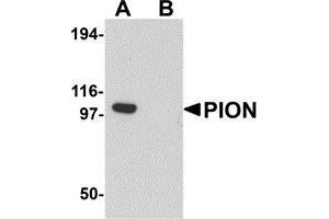 Western blot analysis of PION in EL4 cell lysate with PION antibody at 0. (GSAP antibody  (C-Term))