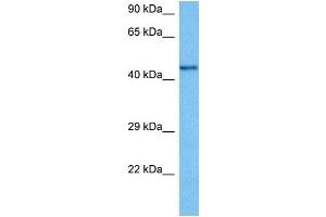Host:  Mouse  Target Name:  CHRNB2  Sample Tissue:  Mouse Testis  Antibody Dilution:  1ug/ml (CHRNB2 antibody  (N-Term))