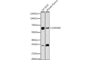 Western blot analysis of extracts of various cell lines, using CAMKIV antibody (ABIN7266021) at 1:1000 dilution. (CAMK4 antibody)