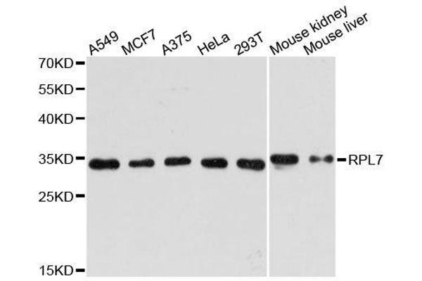 RPL7 抗体  (AA 1-248)