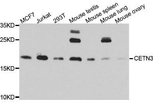Western blot analysis of extract of various cells, using CETN3 antibody.