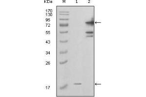 Western blot analysis using PBEF1 mouse mAb against truncated PBEF1-His recombinant protein (1) and full-length GFP-PBEF1(aa1-491) transfected COS7 cell lysate (2). (NAMPT antibody  (AA 338-479))