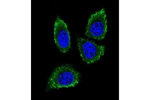 Confocal iunofluorescent analysis of P12 Antibody (C-term) (ABIN390136 and ABIN2840640) with 293 cell followed by Alexa Fluor® 488-conjugated goat anti-rabbit lgG (green). (MMP12 antibody  (C-Term))