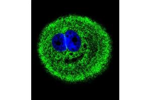 Confocal immunofluorescent analysis of MYO6 Antibody (C-term ) (ABIN655513 and ABIN2845028) with MCF-7 cell followed by Alexa Fluor® 488-conjugated goat anti-rabbit lgG (green). (Myosin VI antibody  (C-Term))