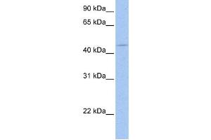 Western Blotting (WB) image for anti-SRY (Sex Determining Region Y)-Box 8 (SOX8) antibody (ABIN2460121) (SOX8 antibody)