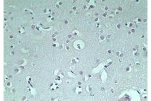 Image no. 1 for anti-Ring Finger Protein 128 (RNF128) (AA 227-253) antibody (ABIN207733) (RNF128 antibody  (AA 227-253))