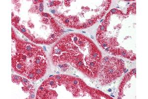 Immunohistochemistry (IHC) image for anti-Histidine Triad Nucleotide Binding Protein 1 (HINT1) (N-Term) antibody (ABIN2785874) (HINT1 antibody  (N-Term))